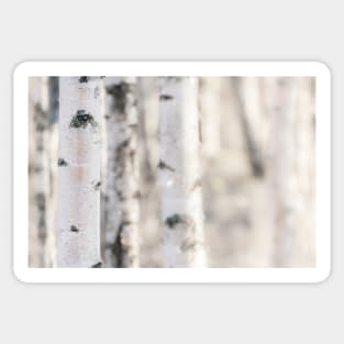 Birch Sticker